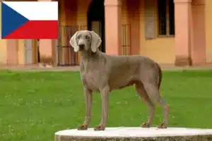 Read more about the article Weimaraner tenyésztők és kölykök Csehországban