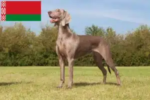 Read more about the article Weimaraner tenyésztők és kölykök Fehéroroszországban