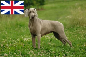 Read more about the article Weimaraner tenyésztők és kölykök Nagy-Britanniában