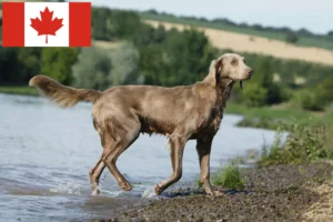 Read more about the article Weimaraner tenyésztők és kölykök Kanadában