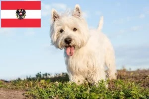 Read more about the article Westie tenyésztők és kiskutyák Ausztriában