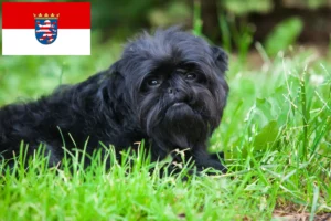 Read more about the article Affenpinscher tenyésztők és kölykök Hessenben