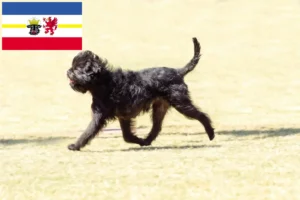 Read more about the article Affenpinscher tenyésztők és kölykök Mecklenburg-Vorpommernben