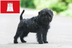 Read more about the article Affenpinscher tenyésztők és kölykök Hamburgban