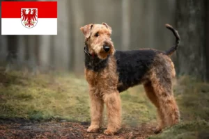 Read more about the article Airedale terrier tenyésztők és kölykök Brandenburgban