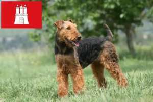 Read more about the article Airedale terrier tenyésztők és kölykök Hamburgban