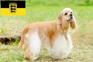 Read more about the article American Cocker Spaniel tenyésztők és kölykök Baden-Württembergben