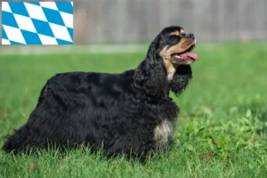 Read more about the article American Cocker Spaniel tenyésztők és kölykök Bajorországban