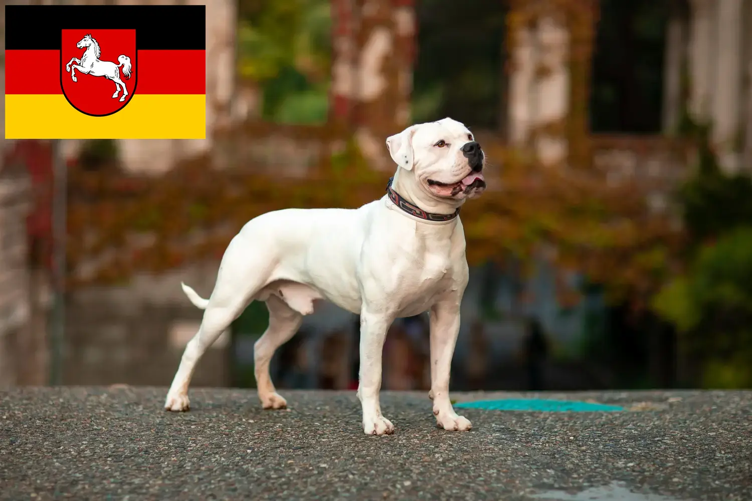 Read more about the article Amerikai bulldog tenyésztők és kölykök Alsó-Szászországban