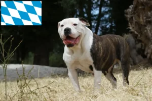 Read more about the article Amerikai bulldog tenyésztők és kölykök Bajorországban