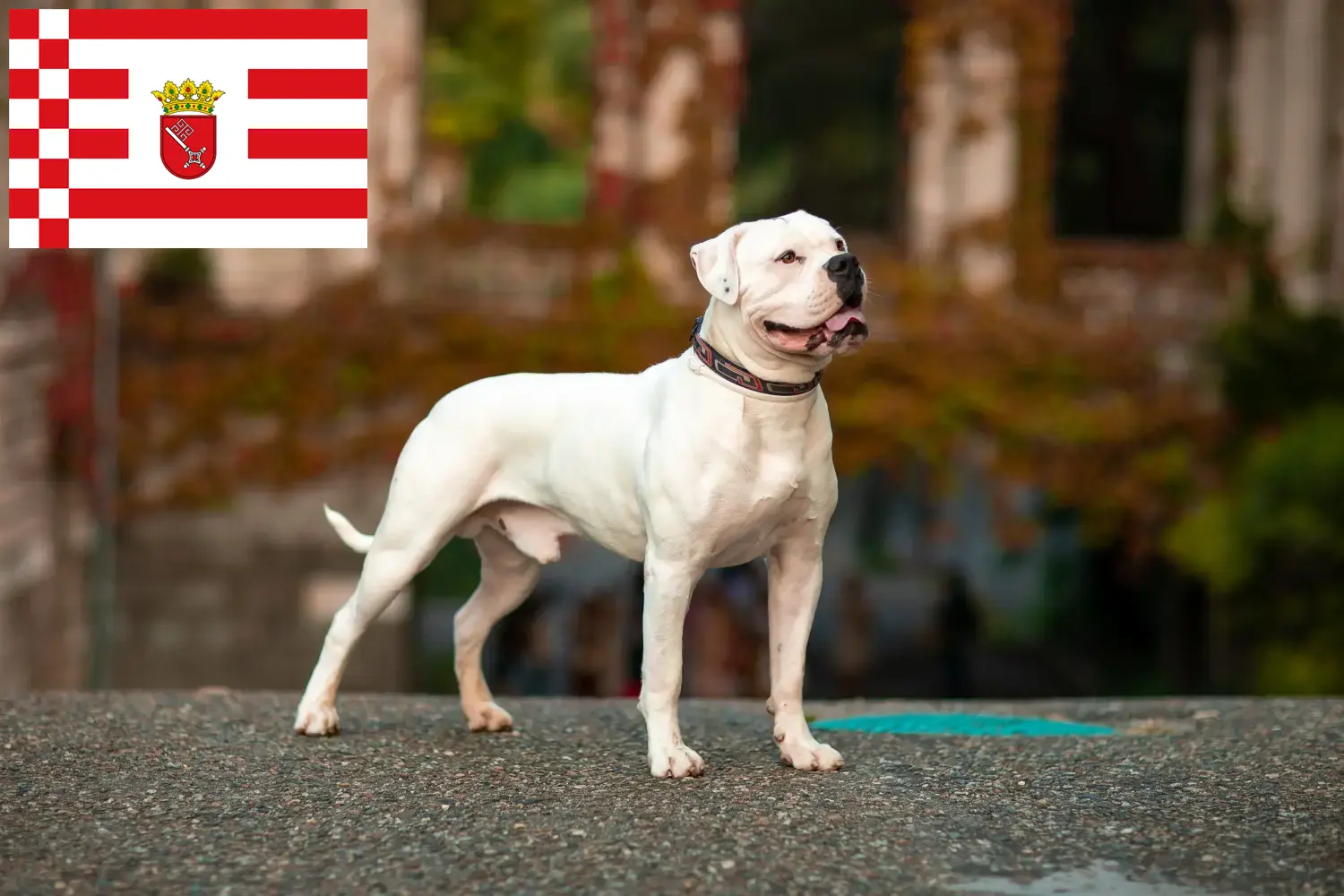 Read more about the article Amerikai bulldog tenyésztők és kölykök Brémában