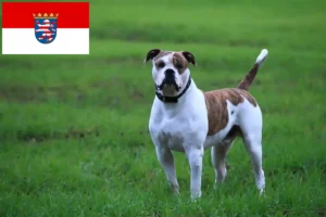 Read more about the article Amerikai bulldog tenyésztők és kölykök Hessenben