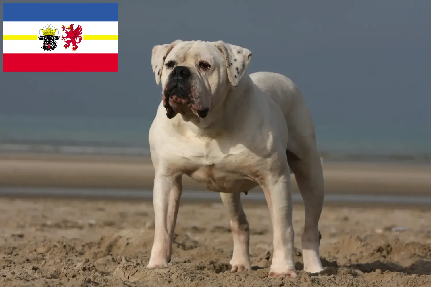 Read more about the article Amerikai bulldog tenyésztők és kiskutyák Mecklenburg-Elő-Pomeránia területén