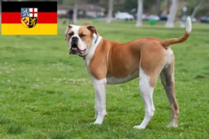 Read more about the article Amerikai bulldog tenyésztők és kölykök Saarlandban