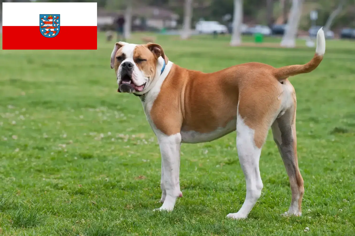 Read more about the article Amerikai bulldog tenyésztők és kölykök Türingiában