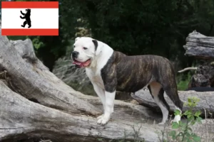 Read more about the article Amerikai bulldog tenyésztők és kölykök Berlinben