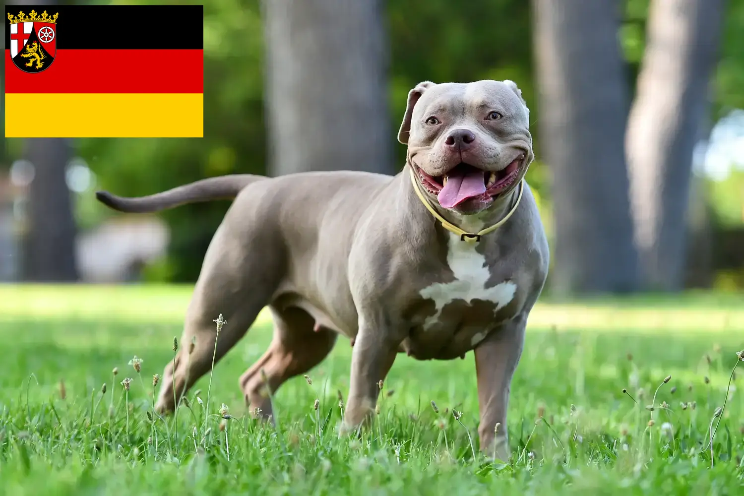 Read more about the article Amerikai bulldog tenyésztők és kölykök Rajna-vidék-Pfalzban