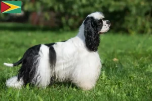 Read more about the article American Cocker Spaniel tenyésztők és kölykök Guyana-ban