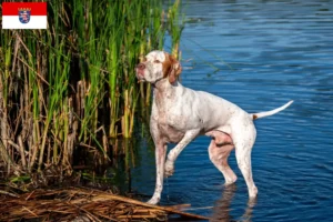 Read more about the article Angol pointer tenyésztők és kölykök Hessenben