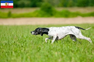 Read more about the article Angol pointer tenyésztők és kölykök Schleswig-Holstein tartományban