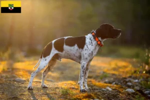 Read more about the article Angol pointer tenyésztők és kölykök Szász-Anhaltban