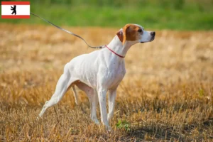 Read more about the article Angol pointer tenyésztők és kölykök Berlinben