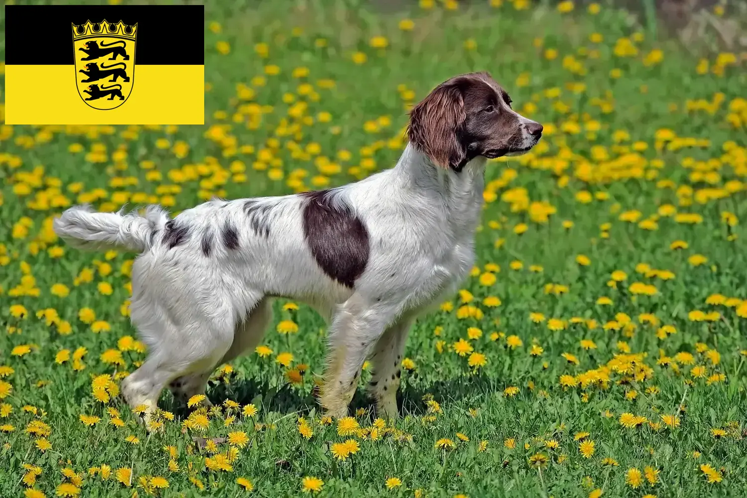 Read more about the article Angol Springer spániel tenyésztők és kölykök Baden-Württembergben