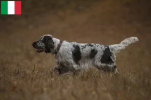 Read more about the article Angol Springer spániel tenyésztők és kölykök Olaszországban