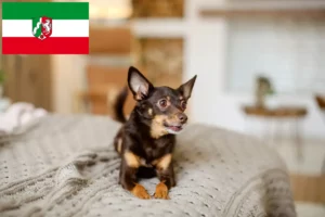 Read more about the article Angol Toy Terrier tenyésztők és kiskutyák Észak-Rajna-Vesztfália területén