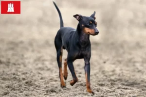 Read more about the article Angol Toy Terrier tenyésztők és kölykök Hamburgban