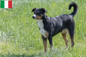 Read more about the article Appenzell hegyikutya tenyésztő és kölykök Olaszországban