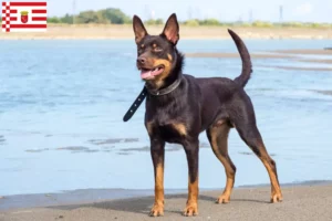 Read more about the article Ausztrál Kelpie tenyésztő és kölykök Brémában