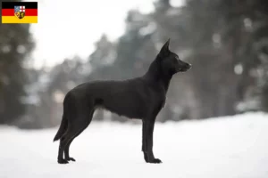 Read more about the article Ausztrál Kelpie tenyésztők és kölykök Saarlandban