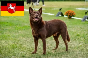 Read more about the article Ausztrál kelpie tenyésztők és kölykök Alsó-Szászországban