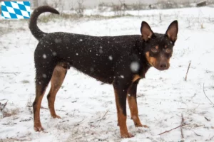 Read more about the article Australian Kelpie tenyésztők és kölykök Bajorországban