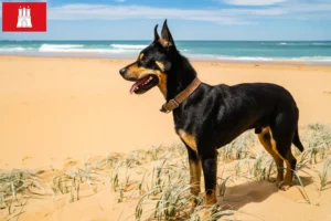 Read more about the article Ausztrál Kelpie tenyésztő és kölykök Hamburgban