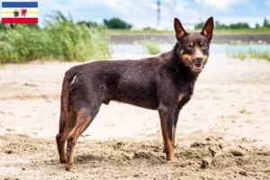 Read more about the article Ausztrál kelpie tenyésztők és kölykök Mecklenburg-Vorpommern tartományban