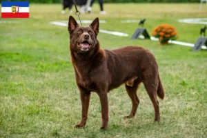 Read more about the article Ausztrál kelpie tenyésztők és kölykök Schleswig-Holstein tartományban