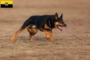 Read more about the article Australian Kelpie tenyésztők és kölykök Szász-Anhaltban