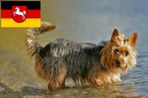 Read more about the article Ausztrál terrier tenyésztők és kölykök Alsó-Szászországban