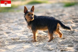 Read more about the article Ausztrál terrier tenyésztők és kölykök Brandenburgban