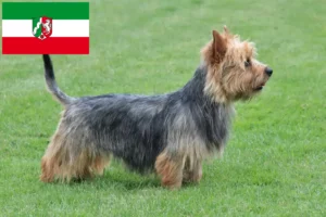 Read more about the article Ausztrál terrier tenyésztők és kiskutyák Észak-Rajna-Vesztfália területén