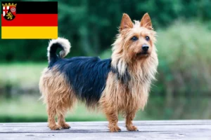 Read more about the article Ausztrál terrier tenyésztők és kölykök Rajna-vidék-Pfalzban