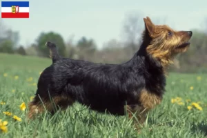 Read more about the article Ausztrál terrier tenyésztők és kiskutyák Schleswig-Holstein területén