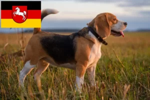 Read more about the article Beagle tenyésztők és kiskutyák Alsó-Szászországban