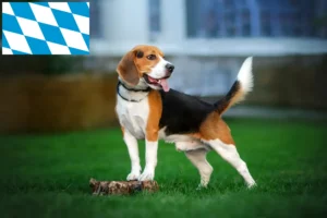 Read more about the article Beagle tenyésztők és kiskutyák Bajorországban