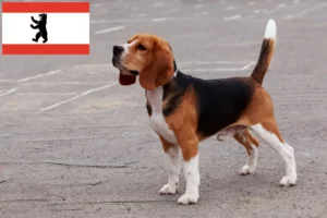 Read more about the article Beagle tenyésztők és kölykök Berlinben