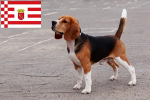 Read more about the article Beagle tenyésztők és kölykök Brémában