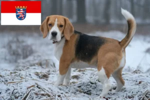 Read more about the article Beagle tenyésztők és kölykök Hessenben