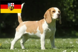 Read more about the article Beagle tenyésztők és kölykök Saarlandban